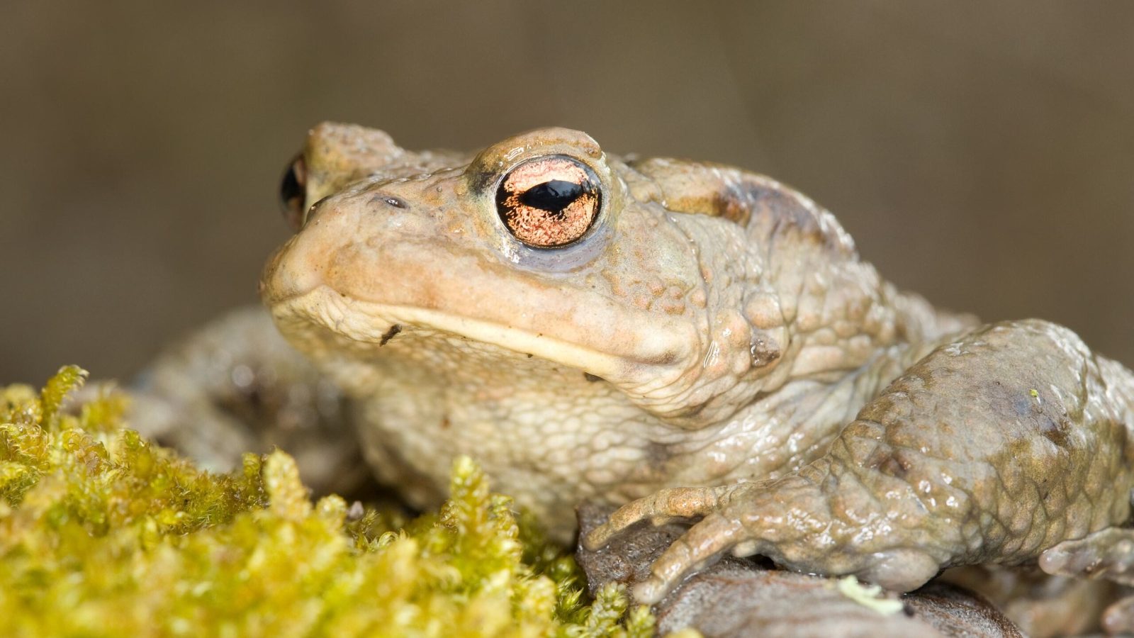 Erdkröte © Frank Derer