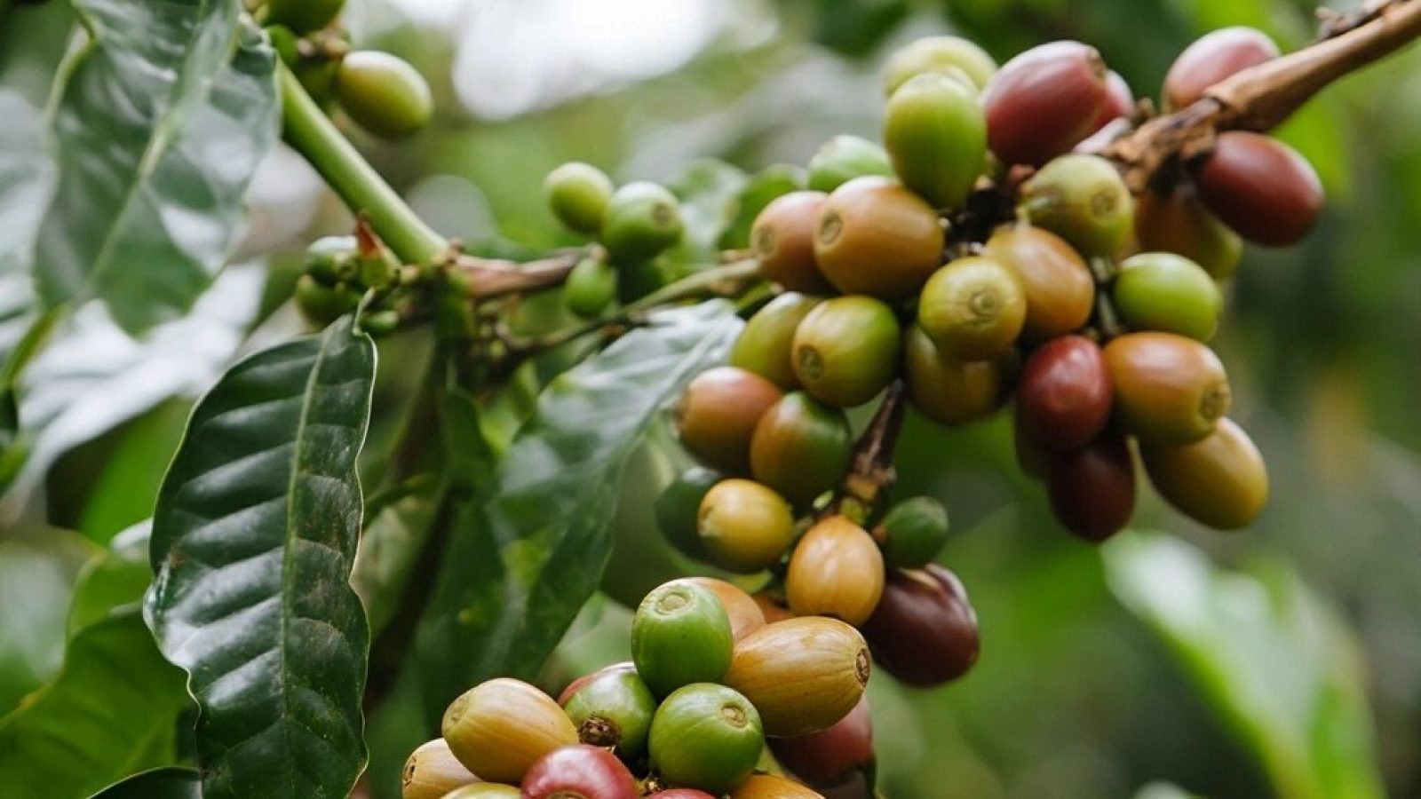 Fairtrade (Symbolfoto)