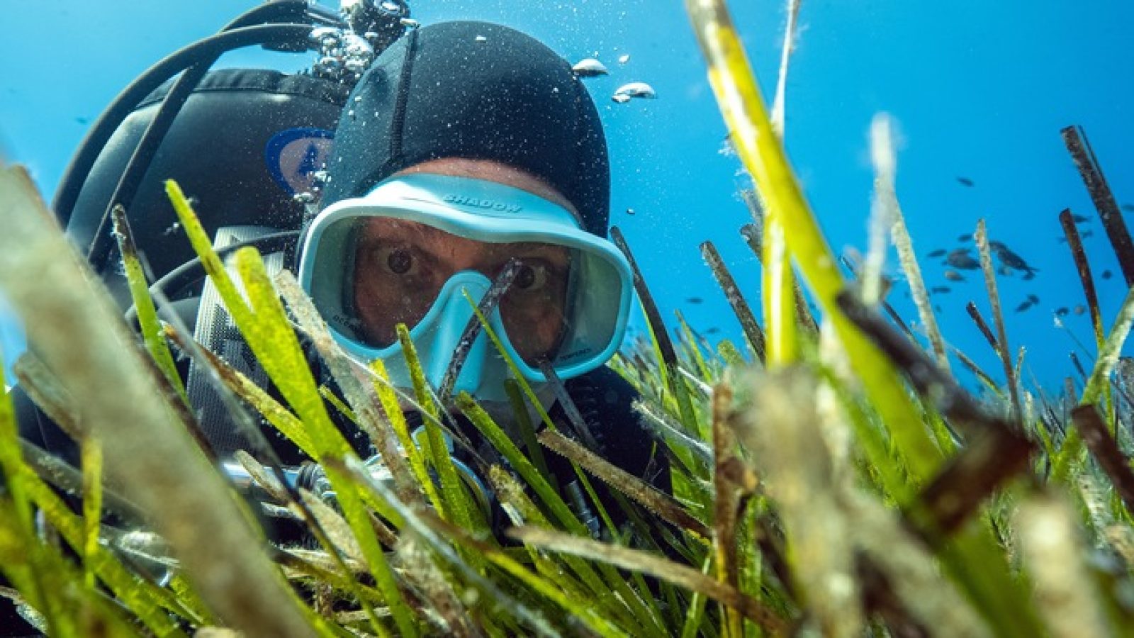 Seegras ist eine Art Wunderpflanze: Sie bietet Lebensraum für Fische und andere Tiere, reinigt das Wasser und produziert Sauerstoff. Meeresbiologe und "Terra X"-Moderator Uli Kunz erkundet diesen besonderen Lebensraum vor der Küste von Mallorca. / Nutzung des Bildes in Verbindung mit der Sendung inkl. Social Media / Weiterer Text über ots und www.presseportal.de/nr/7840 / Die Verwendung dieses Bildes für redaktionelle Zwecke ist unter Beachtung aller mitgeteilten Nutzungsbedingungen zulässig und dann auch honorarfrei. Veröffentlichung ausschließlich mit Bildrechte-Hinweis.