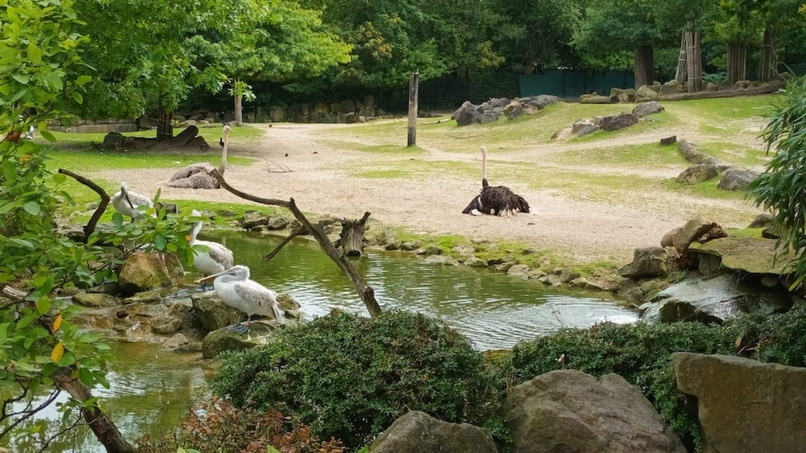 Ferienpass 2024 Zoo Strauß