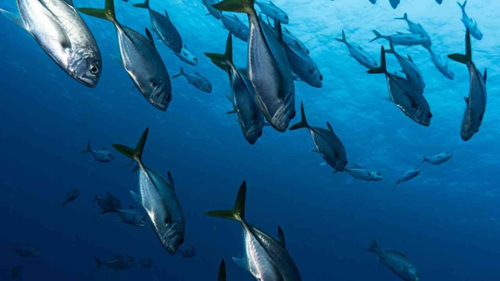 Fischfauna