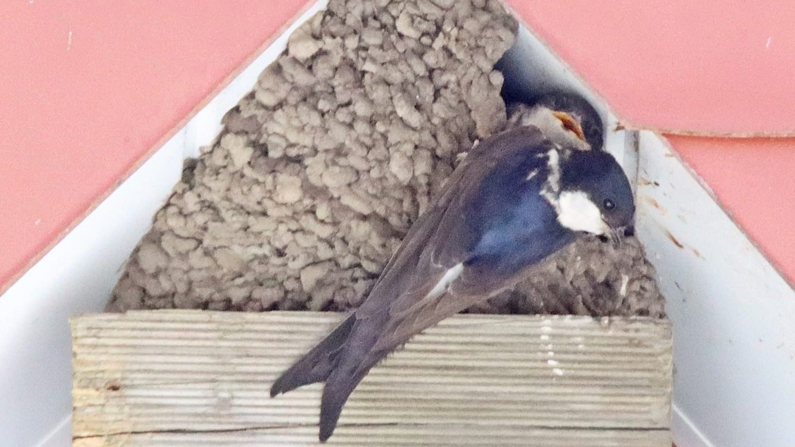 Mehlschwalbennest unter einem Dachgiebel in Haren-Emmeln