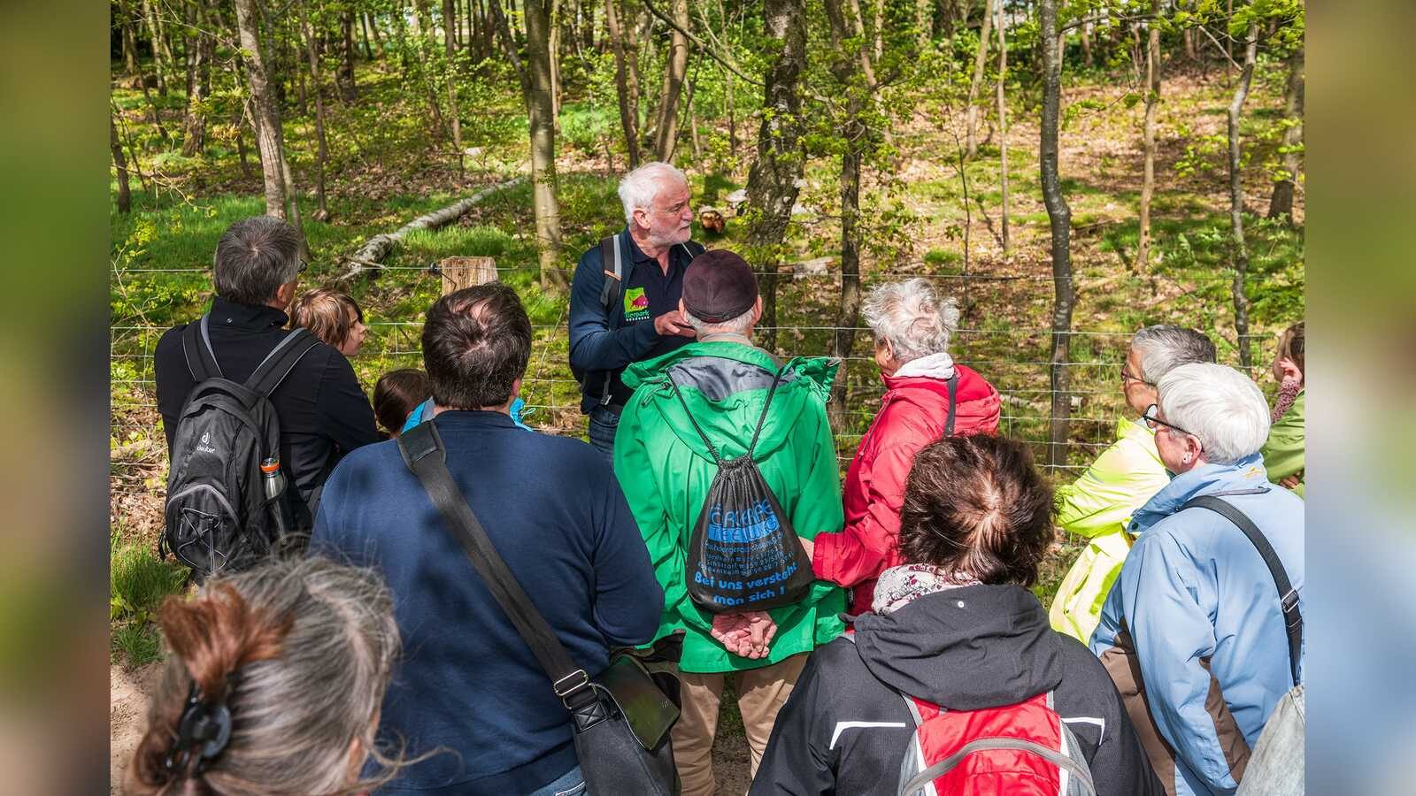 Wacholderbüsche im Wacholderhain Bardel bei Bad Bentheim