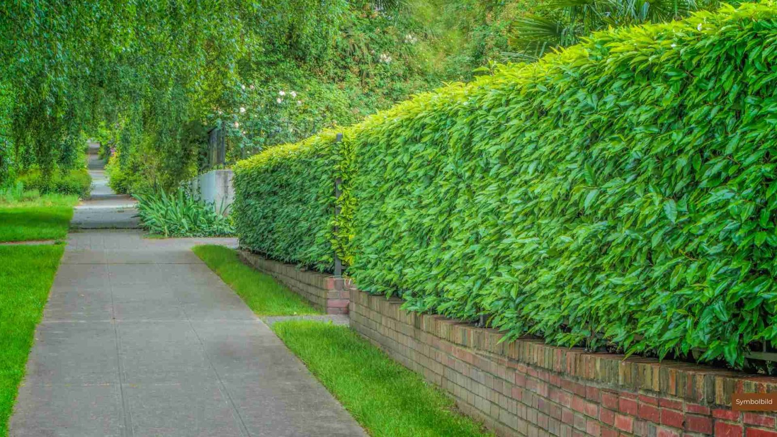 Gartenhecke