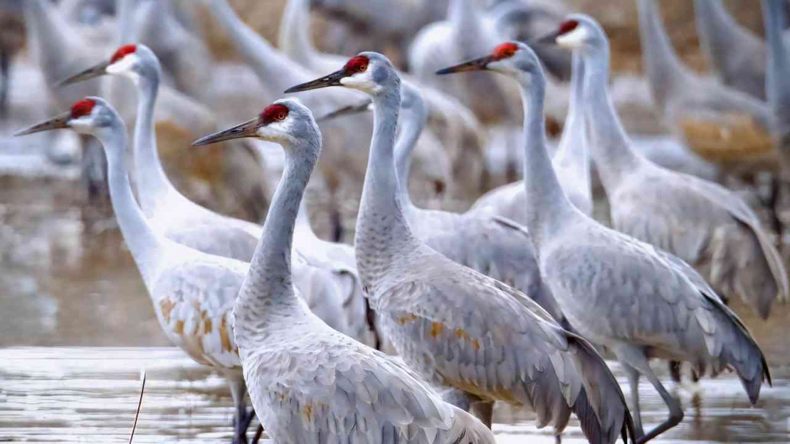 Geflügelpest bei Kranichen