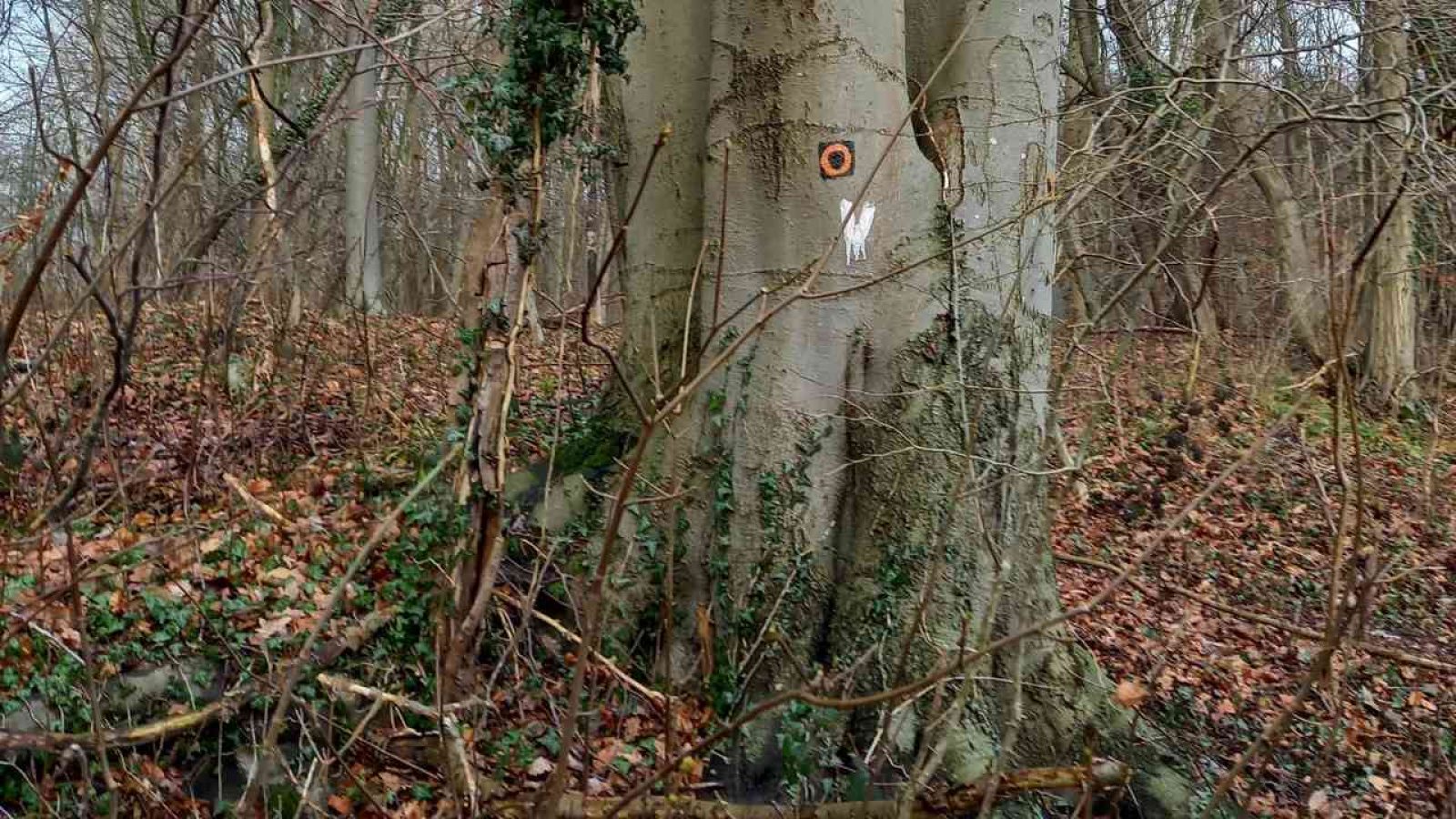Ein Baum mit einem orangefarbenen Punkt und einem weißen Symbol in einem Waldgebiet mit Laub und Sträuchern.