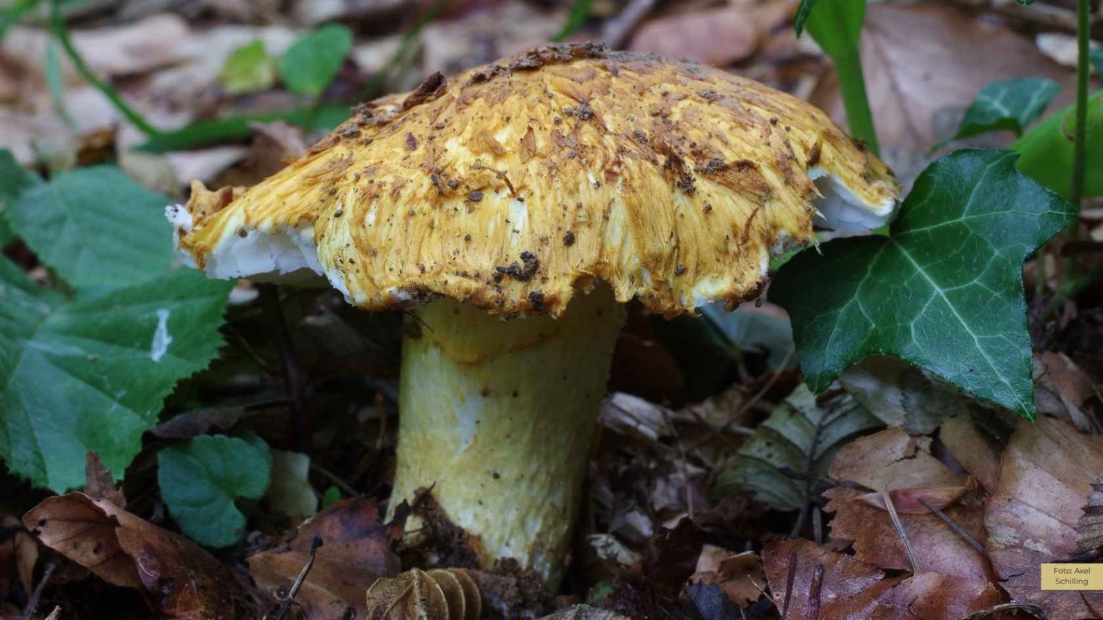 Gelber Schuppenwulstling