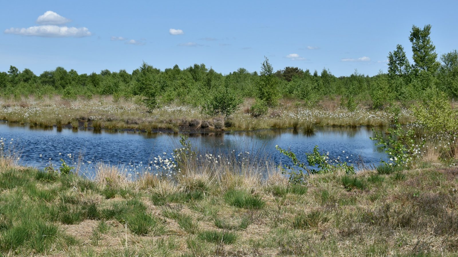 Moorlandschaft mit Heideflächen (Symbolbild)