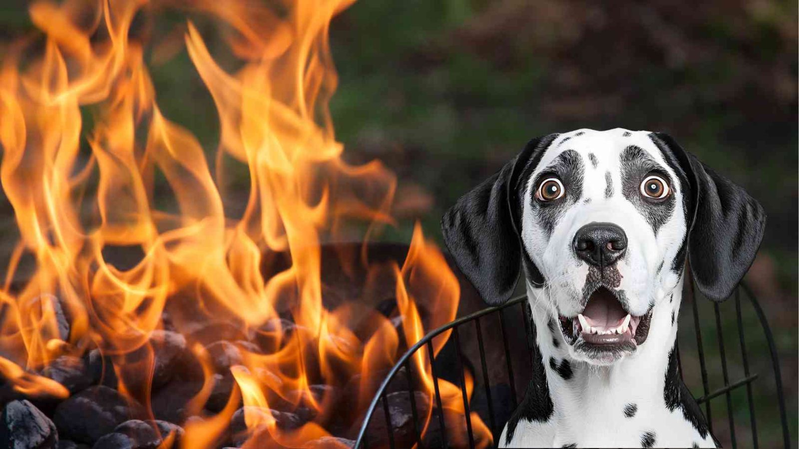 Grillzeit mit Hund