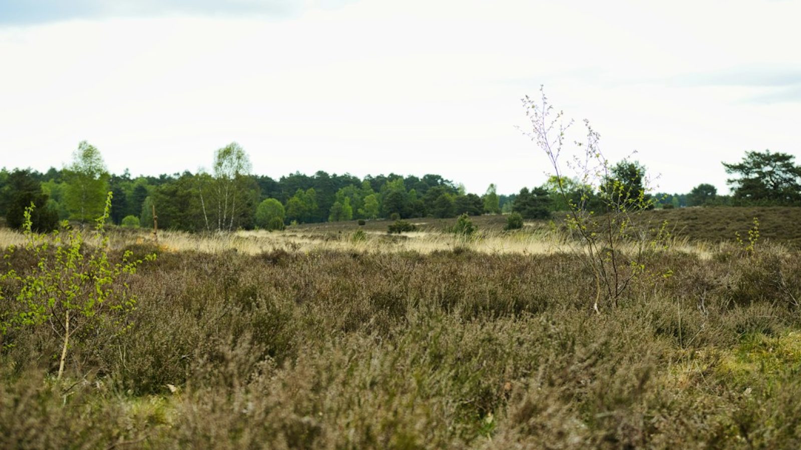 Symbolbild: Weite Heide- und Moorlandschaft