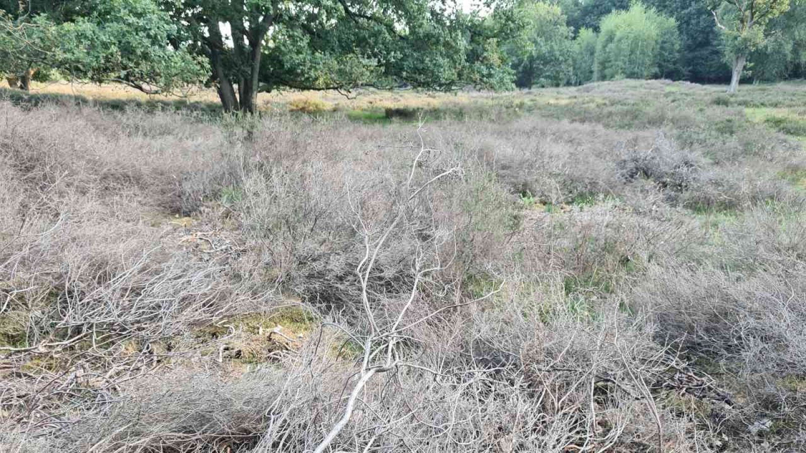 Heidepflanzen abgestorben