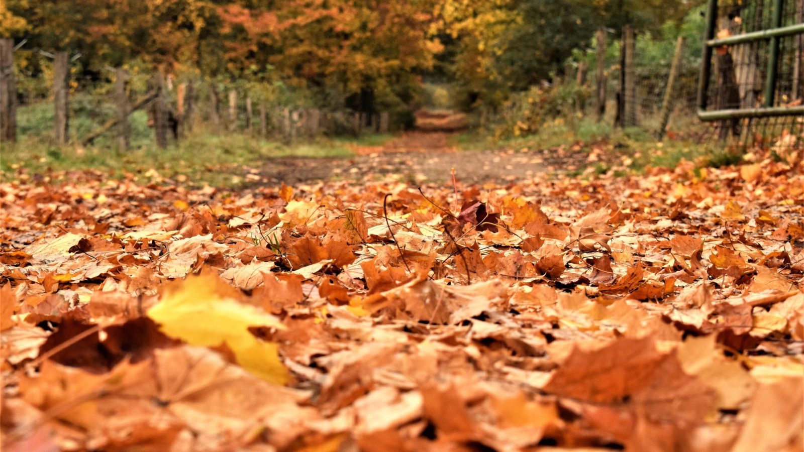 Herbstlicher Blick in den Wacholderhain Bardel bei Bad Bentheim