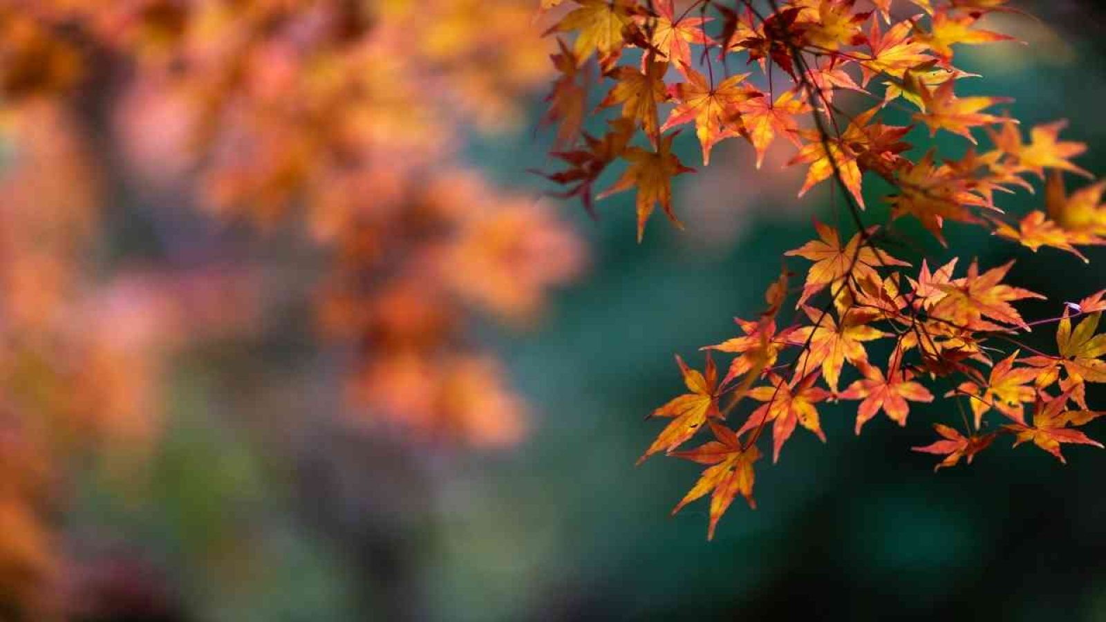 Bunte Ahornblätter im Herbst, leuchtende Orangetöne vor unscharfem Hintergrund.