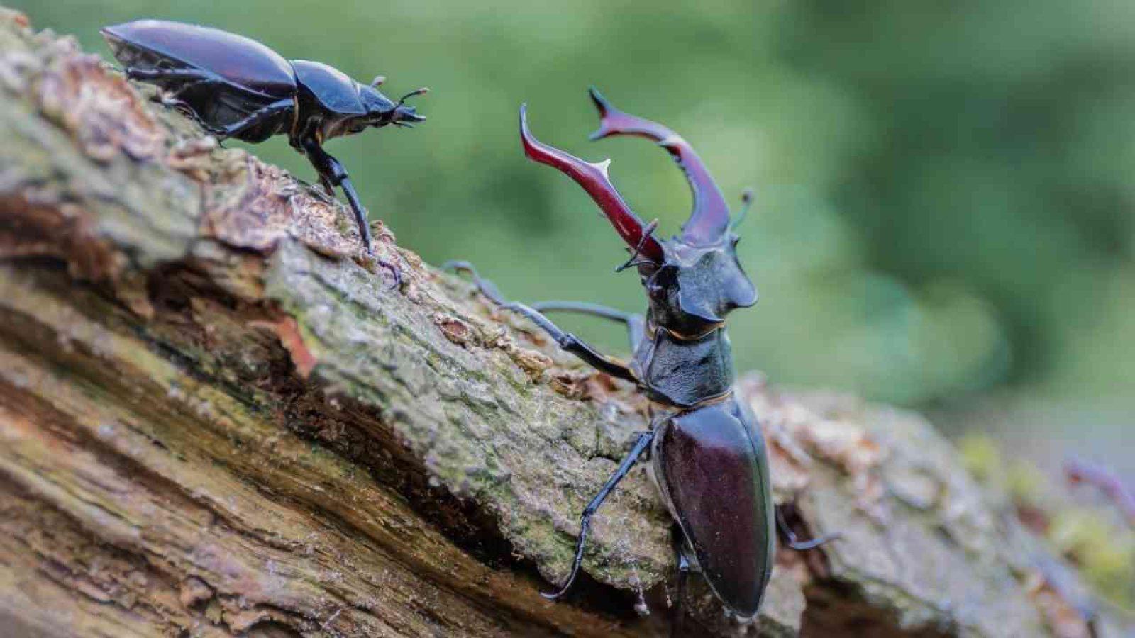 Hirschkäfer Männchen und Weibchen