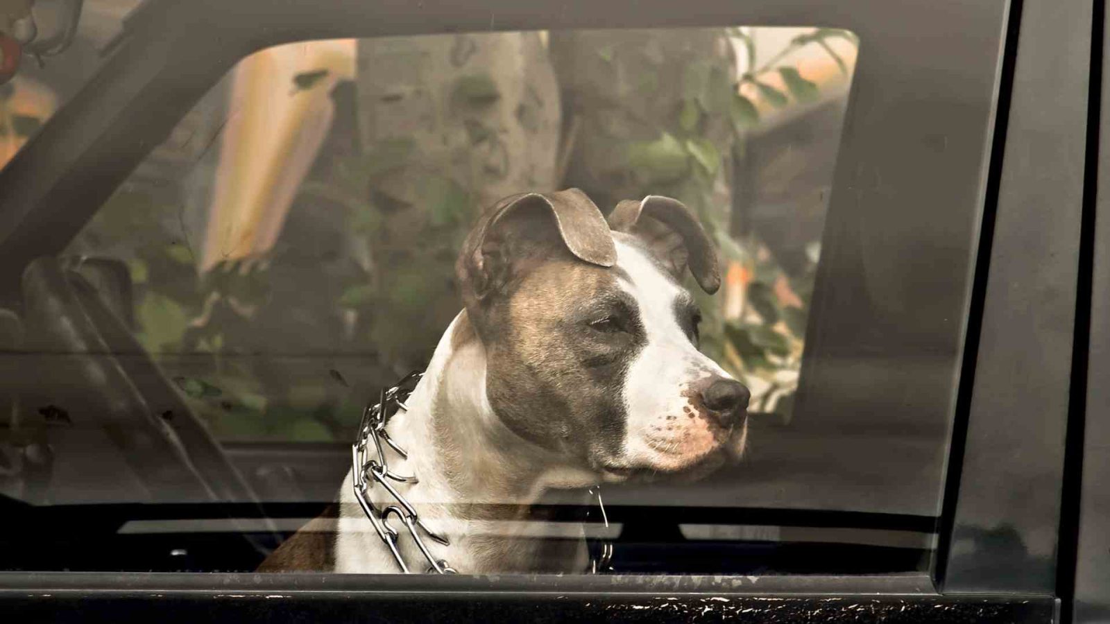 Hund im Auto