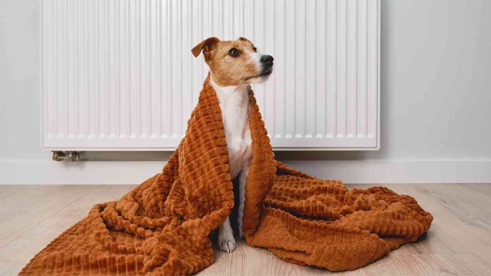 Hund in orangefarbener Decke vor Heizkörper, sitzt auf Holzboden. Gemütlich und warm im Innenbereich.