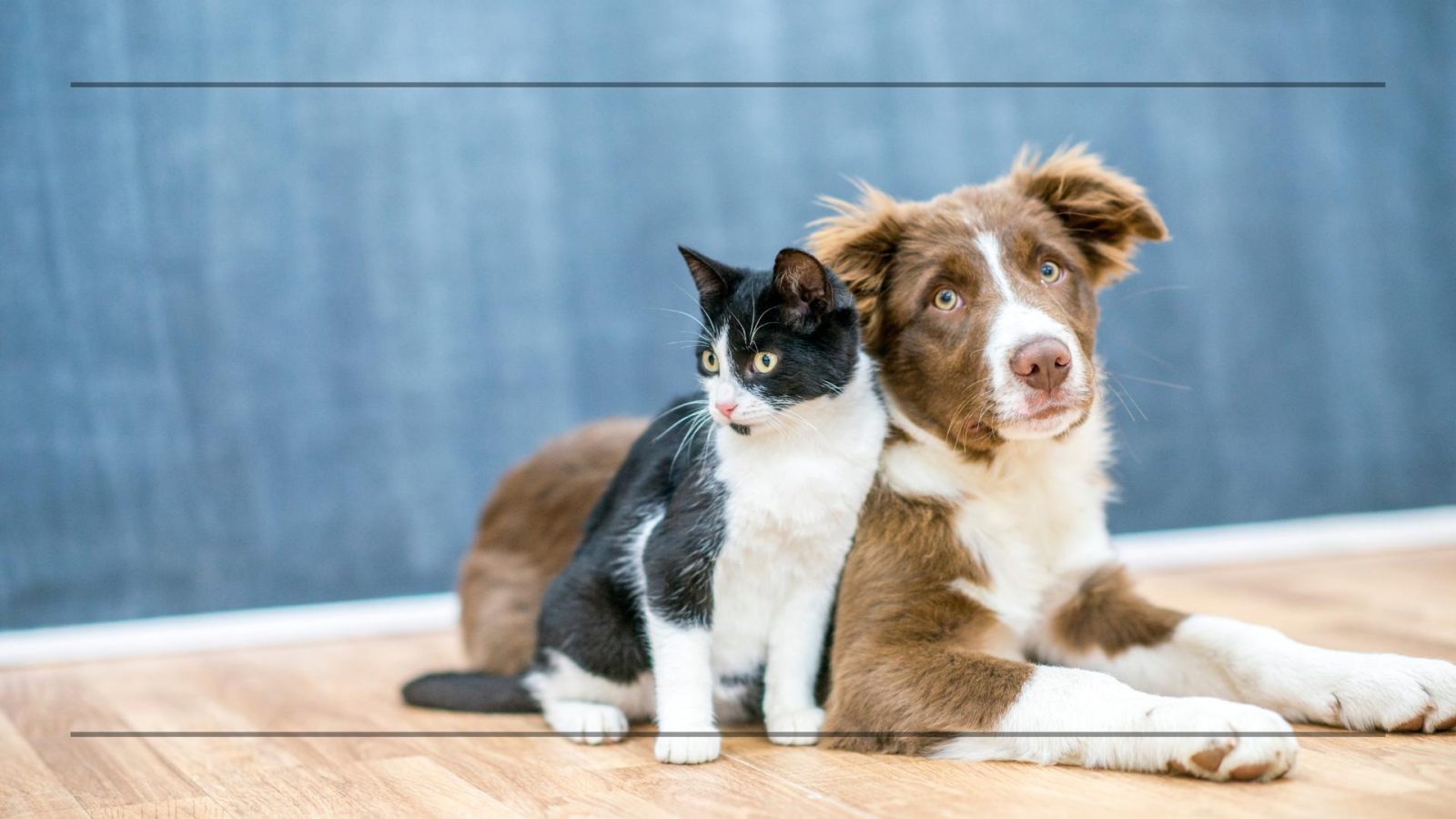 Hund und Katze