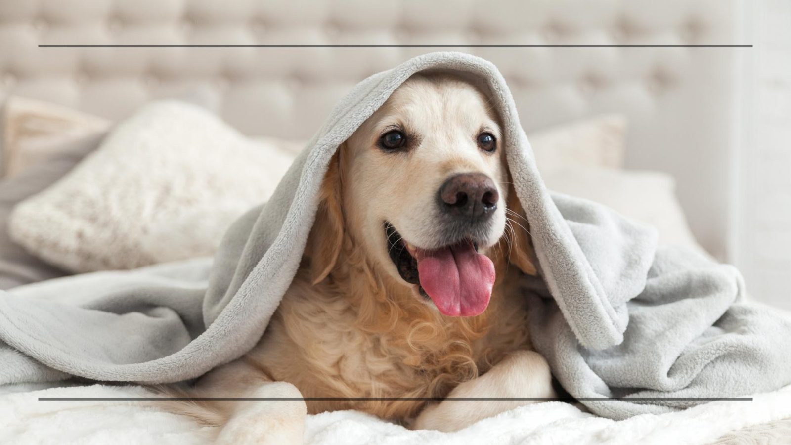 Hund unter Decke