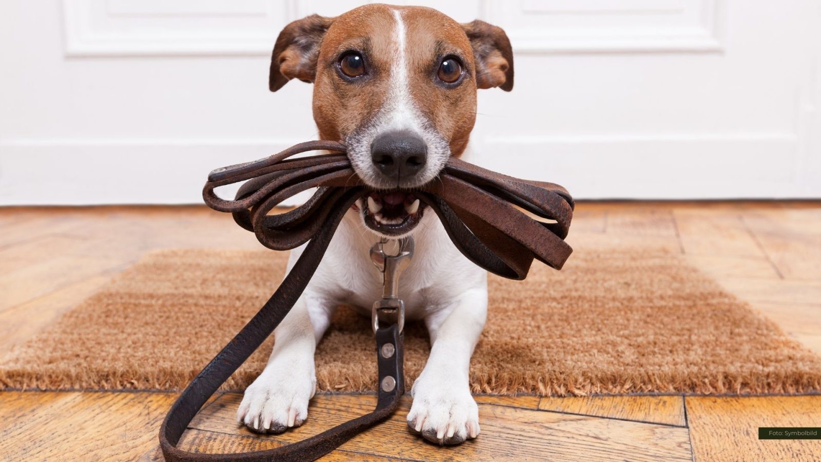 Hunde an die Leine