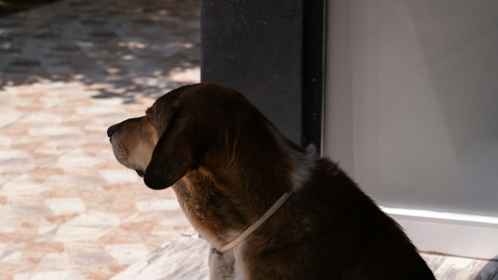 Hund, Symbolbild für die Hundebestandsaufnahme in Rhede