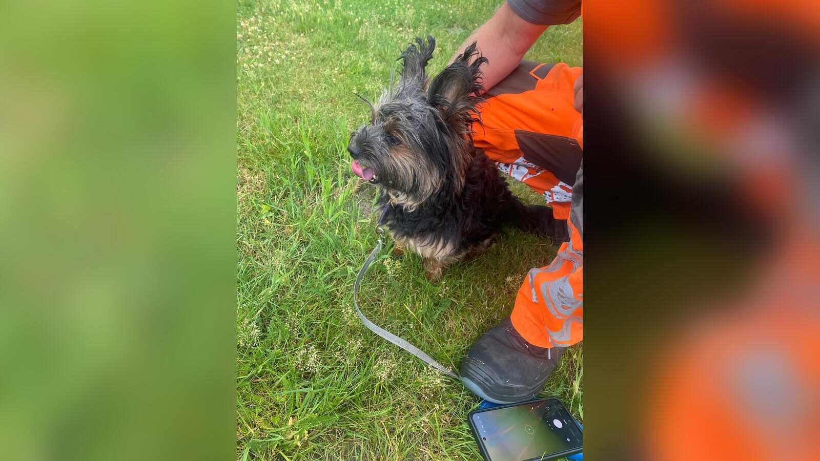 Der Hund Bingo sitzt auf dem Gelände des Klärwerks Vechta