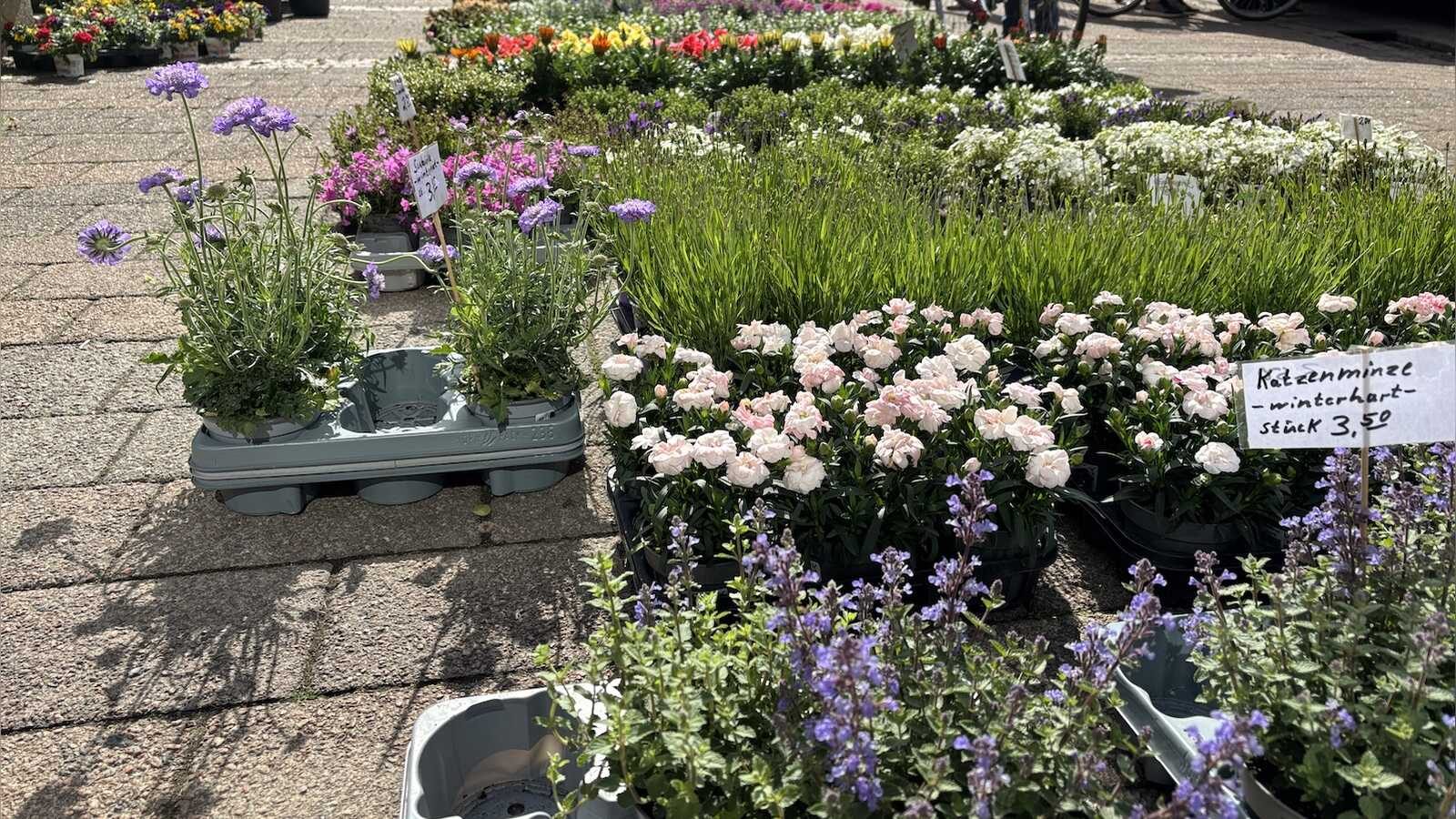 Blumen- und Staudenstand auf dem Rheder Wochenmarkt mit handgeschriebenen Preisschildern