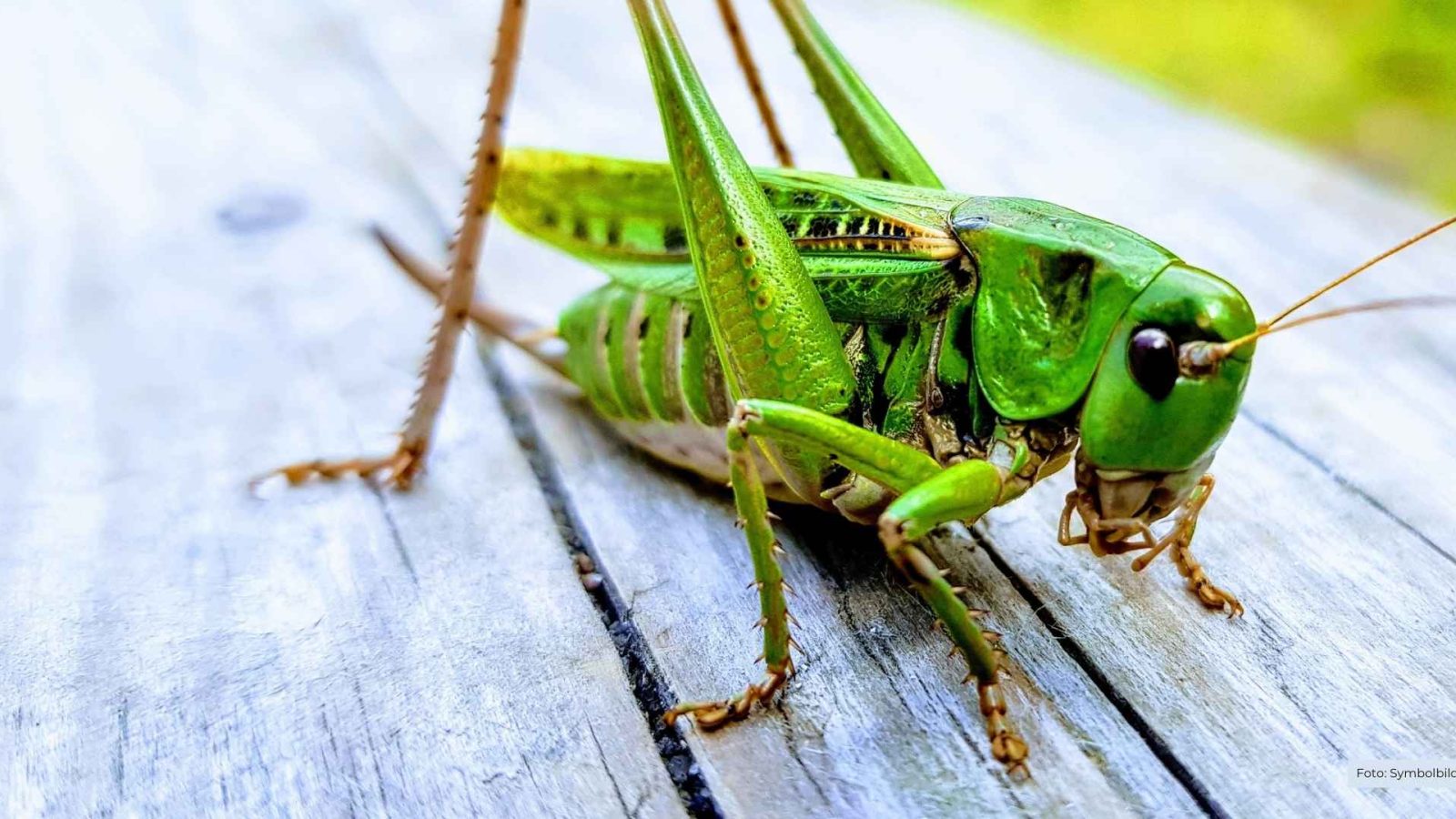 Insekten