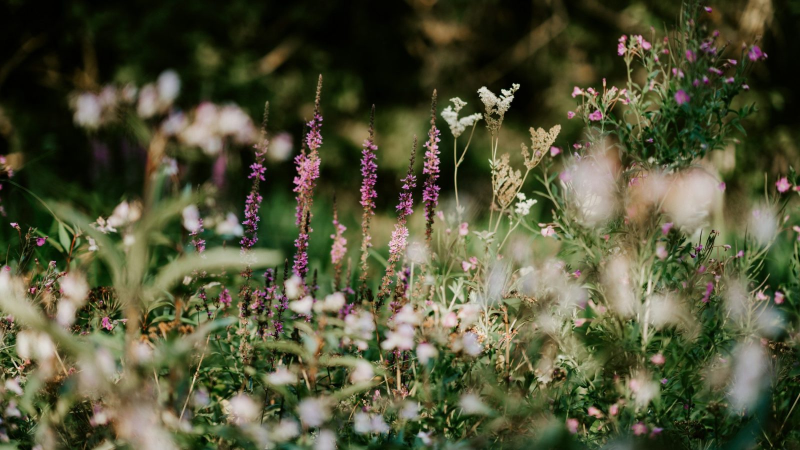 Wildblumenwiese als Symbolbild für insektenfreundliche und pflegeleichte Gartengestaltung