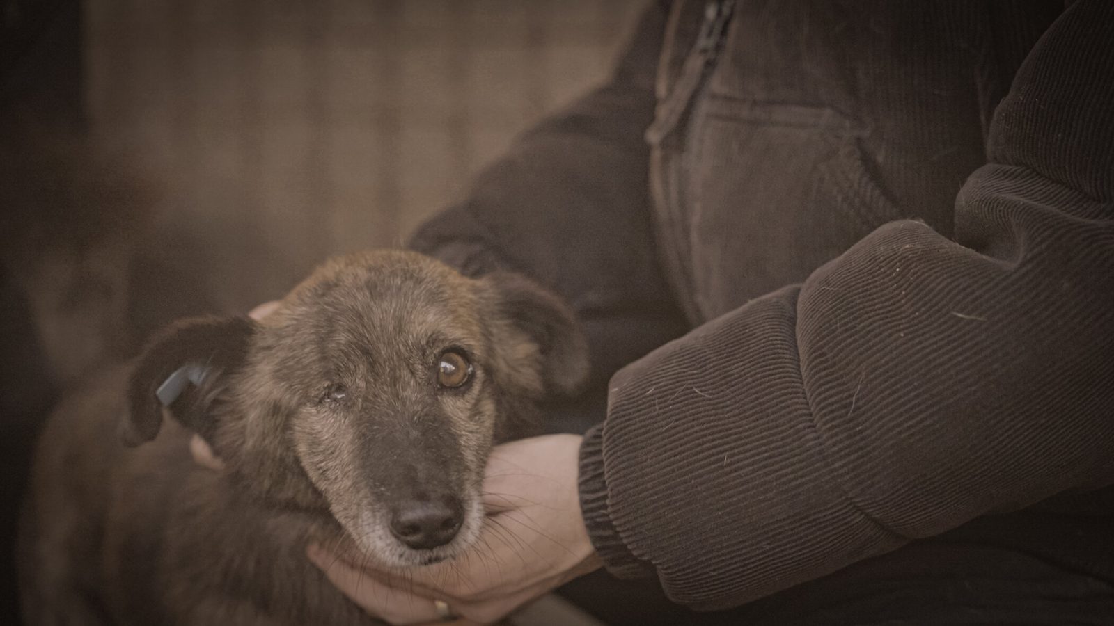 Titel: How to kill a puppy and get rich - Die Hunde-Mafia;
Folge: 1;
Copyright: Joyn;
Fotograf:   Joyn;
Dateiname: 3354039.jpg;
Rechtehinweis: Dieses Bild darf honorarfrei für redaktionelle Zwecke und nur im Rahmen der Programmankündigung verwendet werden. Andere Veröffentlichungen sind nur nach Rücksprache und ausdrücklicher Genehmigung der Seven.One Entertainment Group GmbH möglich. Nicht für EPG! Verwendung nur mit vollständigem Copyrightvermerk. Das Foto darf nicht verändert, bearbeitet und nur im Ganzen verwendet werden. Es darf nicht archiviert werden. Es darf nicht an Dritte weitergeleitet werden. Aneinanderreihung/Zusammenlegung/Kopplung von Bildern zum Zweck der Erstellung von Slide-Shows o.ä. nicht gestattet; Verbindung/Einfügen/Anfügen von Werbung nicht gestattet. Das Bild kann KI generierte Elemente enthalten.
Bei Fragen: foto@seven.one
Voraussetzung für die Verwendung dieser Programmdaten ist die Zustimmung zu den Allgemeinen Geschäftsbedingungen der Presselounges der Sender der Seven.One Entertainment Group GmbH. / Weiterer Text über ots und www.presseportal.de/nr/25171 / Die Verwendung dieses Bildes für redaktionelle Zwecke ist unter Beachtung aller mitgeteilten Nutzungsbedingungen zulässig und dann auch honorarfrei. Veröffentlichung ausschließlich mit Bildrechte-Hinweis.