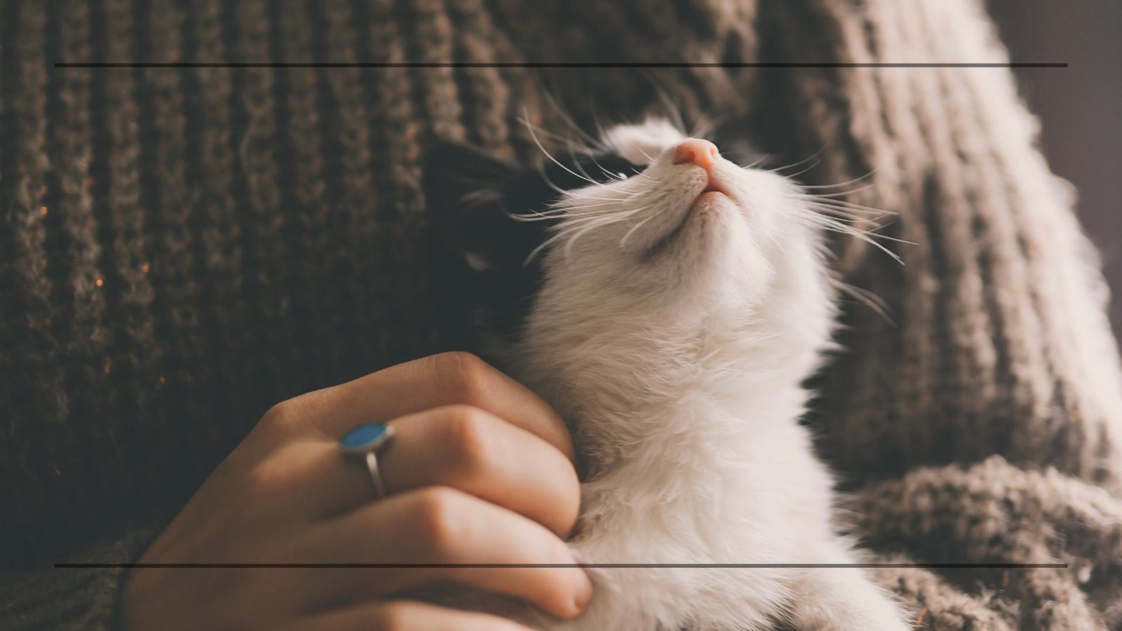 Katze auf Arm