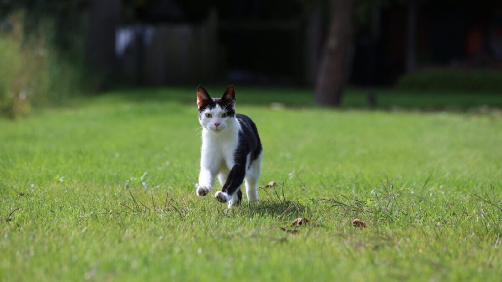 Katze (c) Nicolas Roters