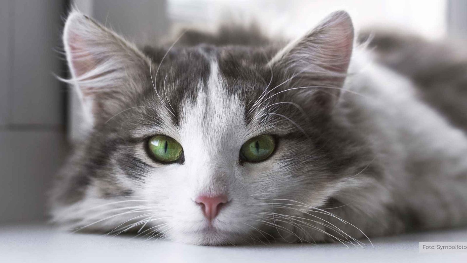 Katze