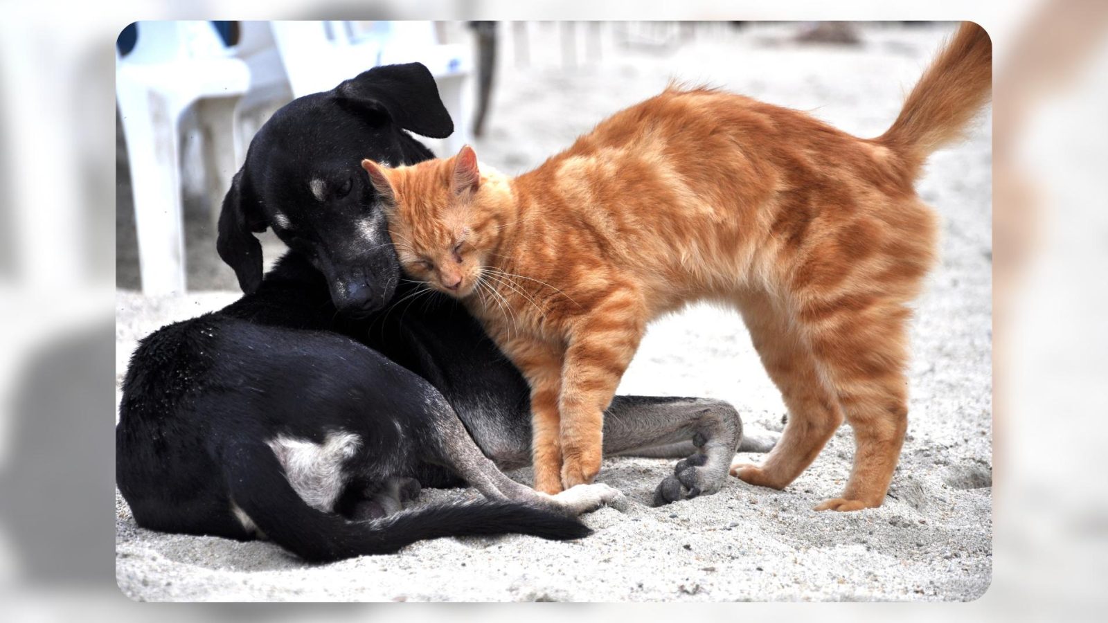 Katze schmust mit Hund