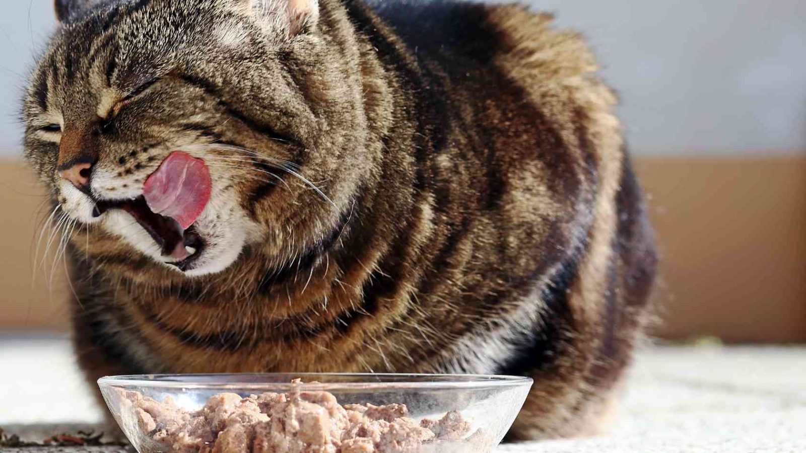 Katzennapf