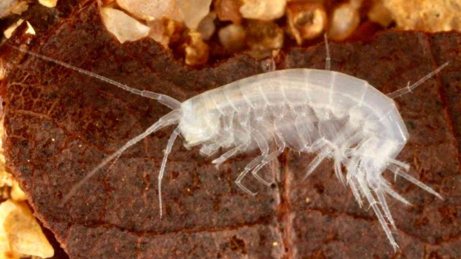 Ein Beispiel für Grundwasserfauna: Höhlenflohkrebs (Foto: Heide Stein, Karsten Grabow, IGÖ)