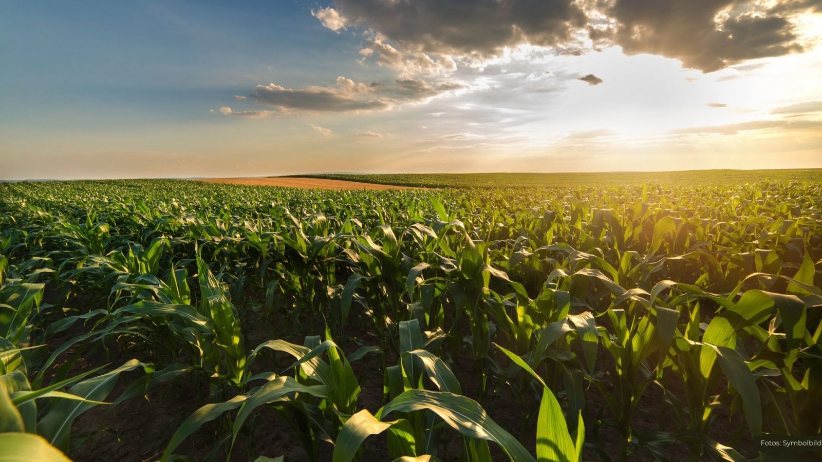 Landwirtschaft