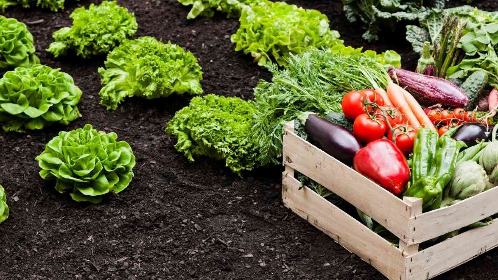 Kiste mit frischem Gemüse wie Tomaten, Paprika, Auberginen und Karotten auf einem Feld mit grünem Salat