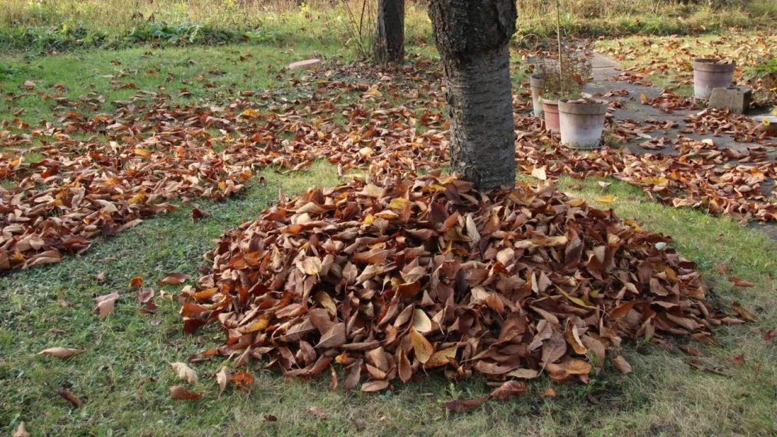 Haufen aus Herbstblättern um einen Baumstamm im Garten, umgeben von Gras und Pflanzentöpfen.