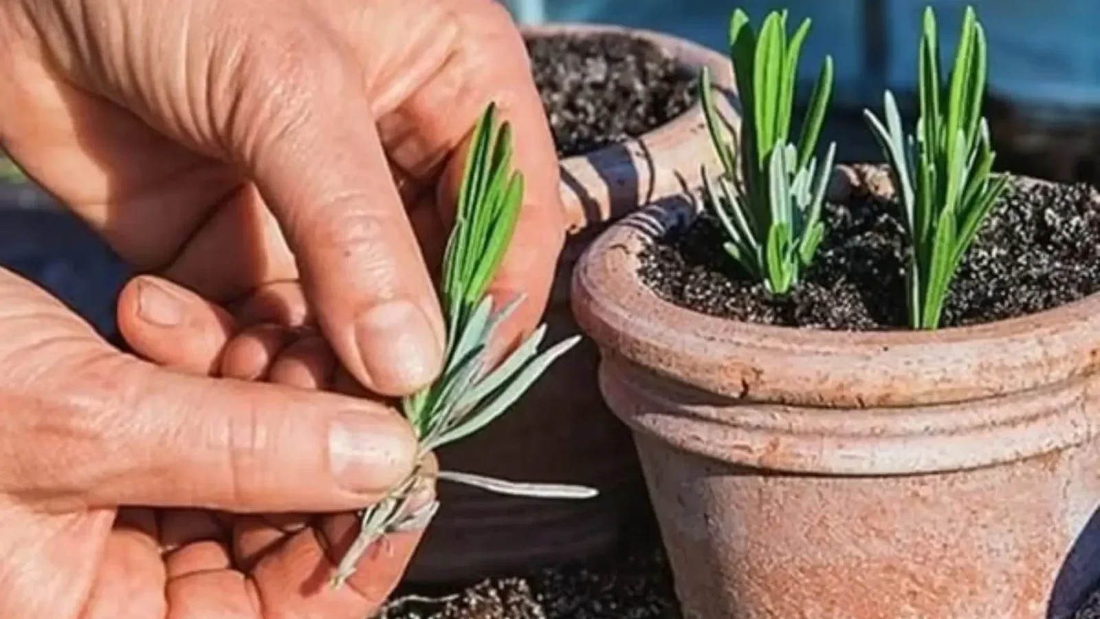 Lavendel selbst vermehren