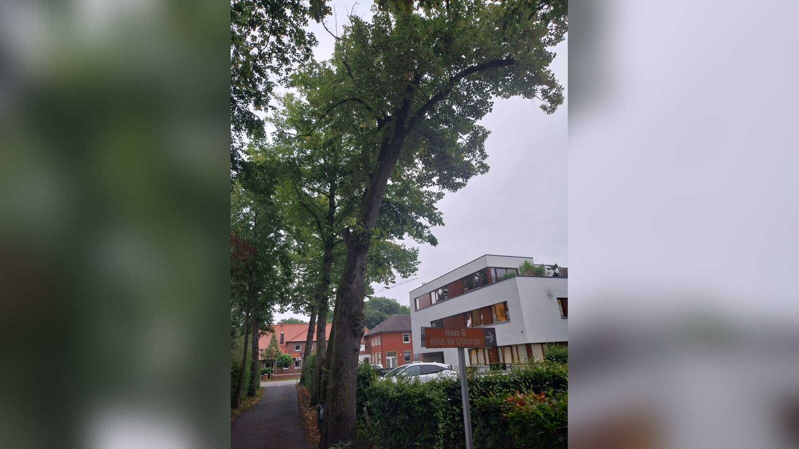 Die vom Pilzbefall betroffene Linde am Südwall in Coesfeld, die gefällt werden muss