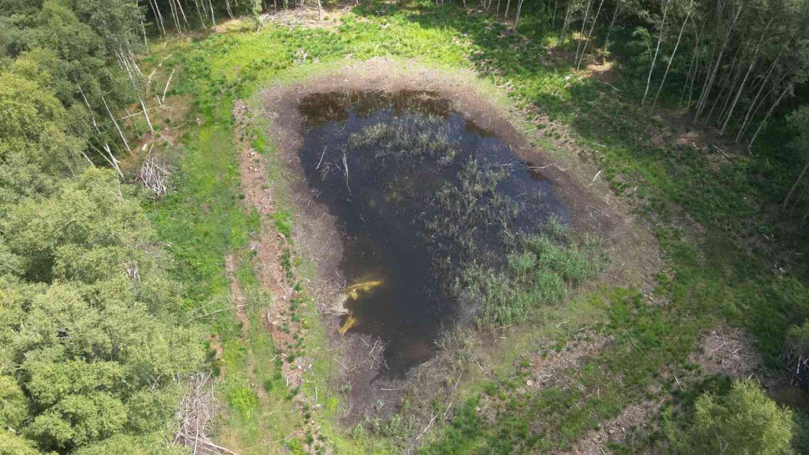 Luftaufnahme des Kleingewässers in Wilsum nach der erfolgreichen Durchführung von Pflegemaßnahmen_Foto ÖGE