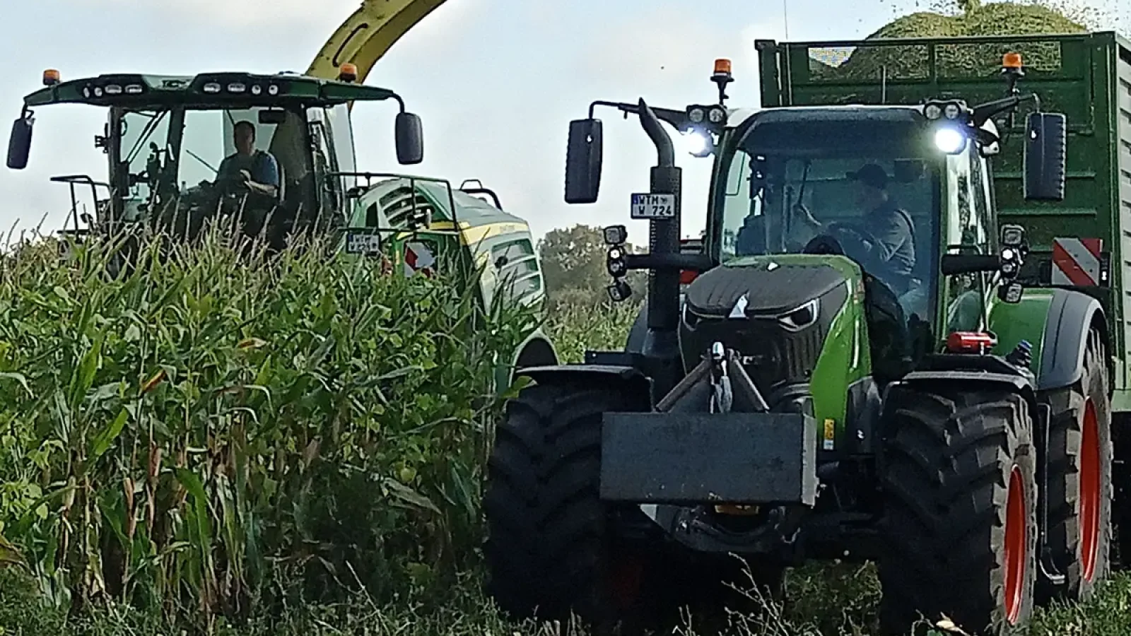 Maismischanbau mit Stangenbohne in der Praxis: Auf dieser Fläche verlief die Ernte problemlos, der Pflanzenschutz stellt in nassen Jahren jedoch eine besondere Herausforderung dar. Karl-Gerd Harms