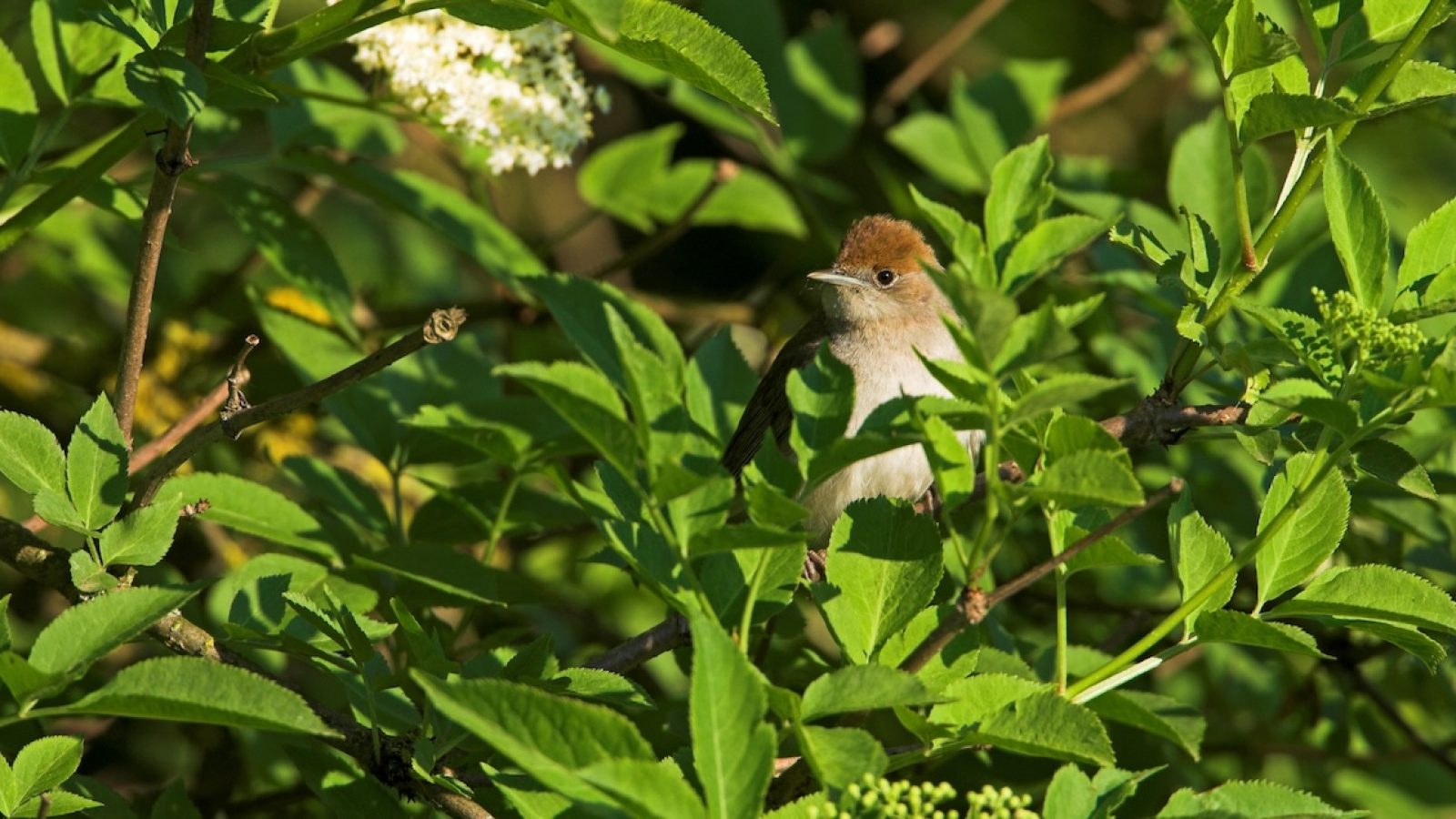 MönchsgrasmückeBlackcapSylvia atricapillaFauvette à tête noireCurruca Capirotada