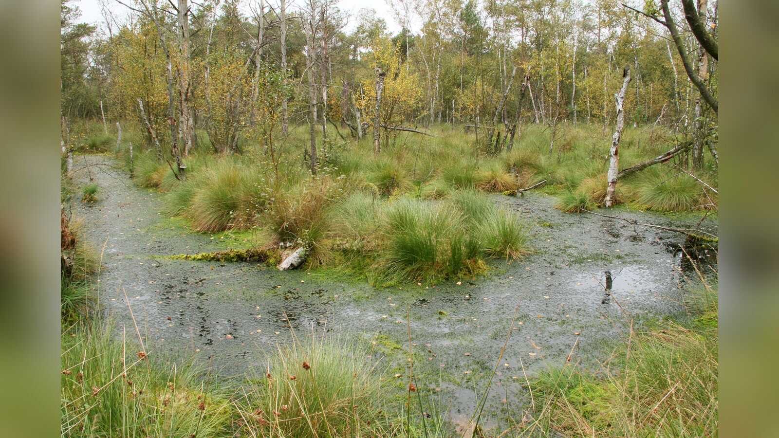 Moorlandschaft im Emsland