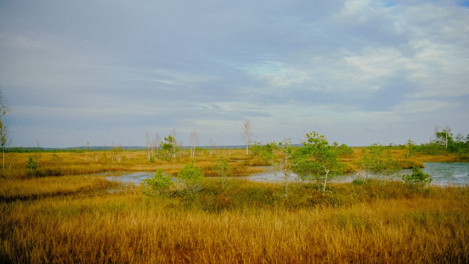 Moorlandschaft mit Gräsern und offenen Wasserflächen