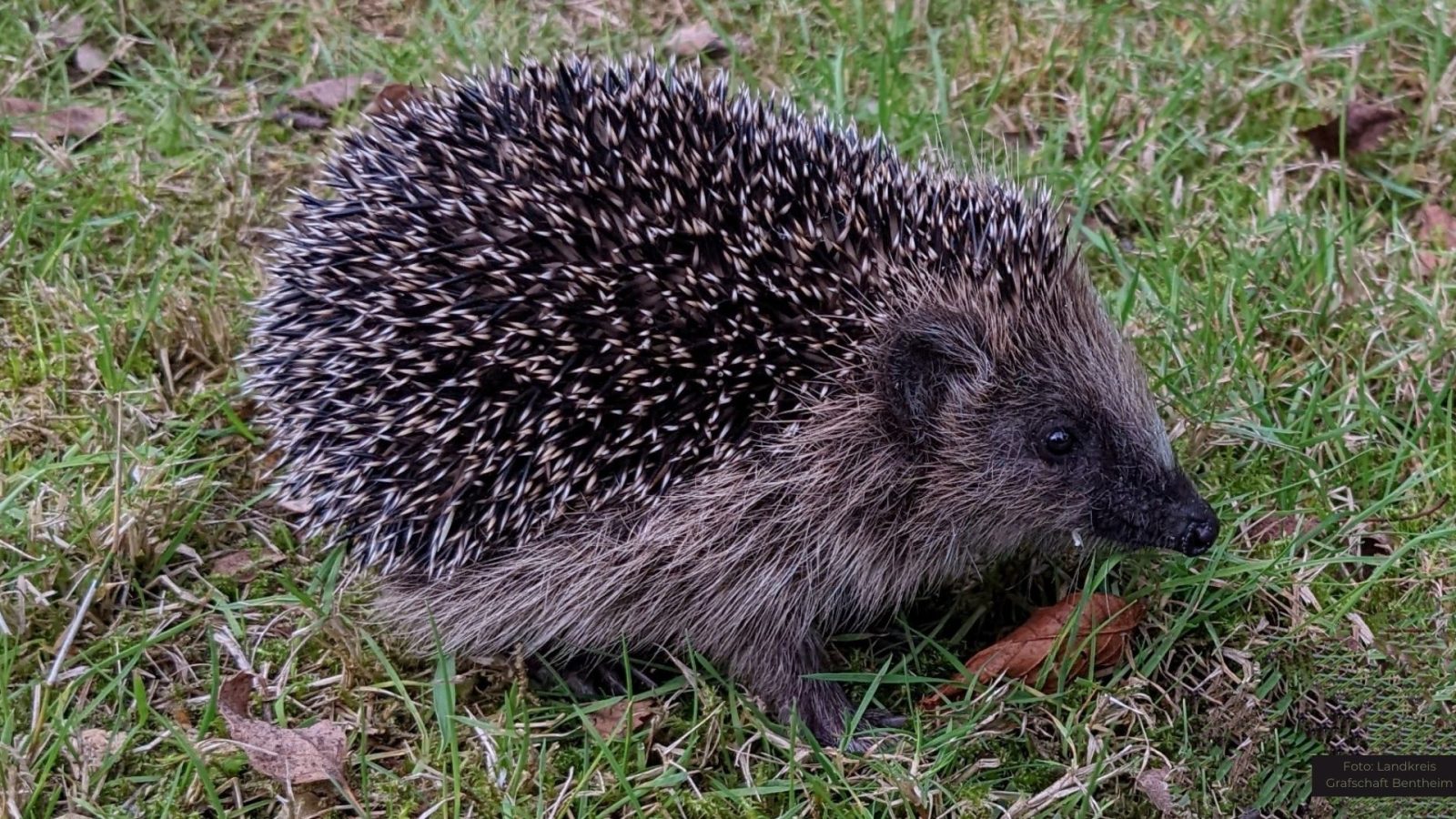 Nächtlicher Einsatz von Mährobotern kann für Igel zur Gefahr werden