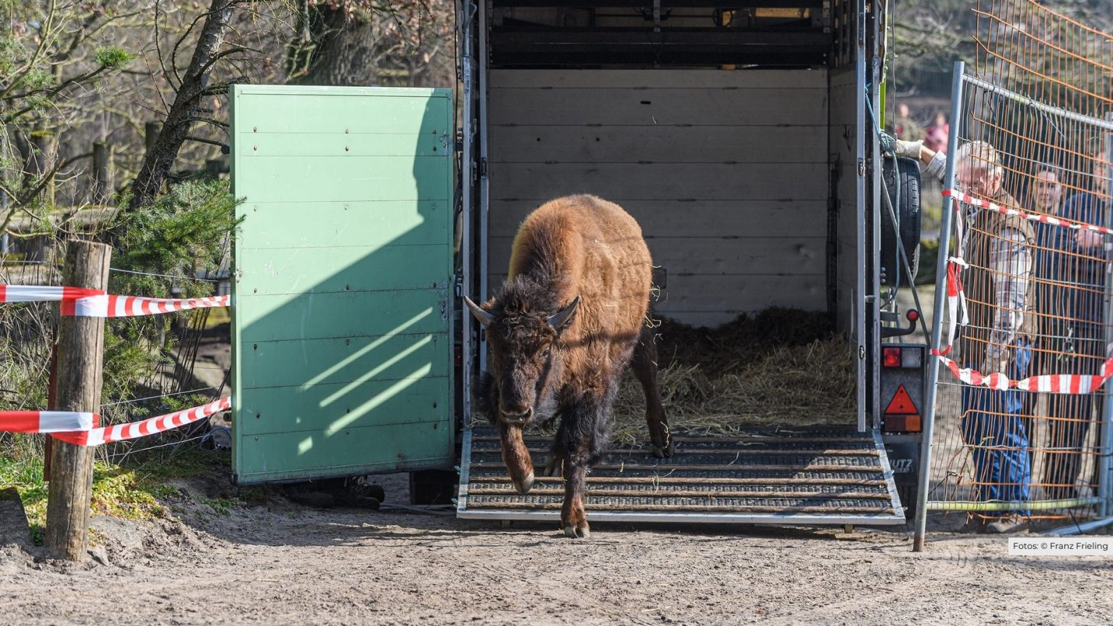 Neuer Bisonbulle für den Tierpark Nordhorn-1