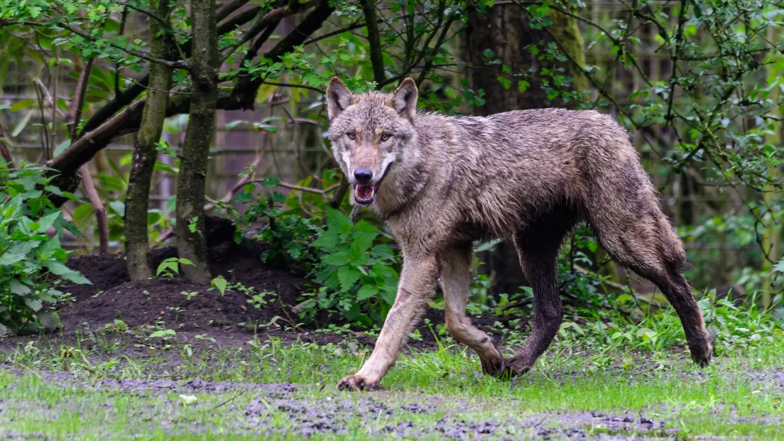 Neuer Europäischer Wolf © Franz Frieling