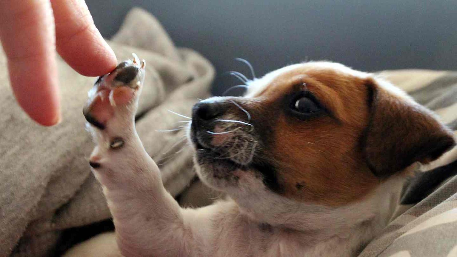 Notfall-Set für Hunde