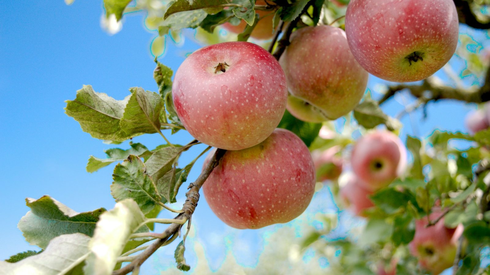 Rote Äpfel hängen an den Zweigen eines Apfelbaums